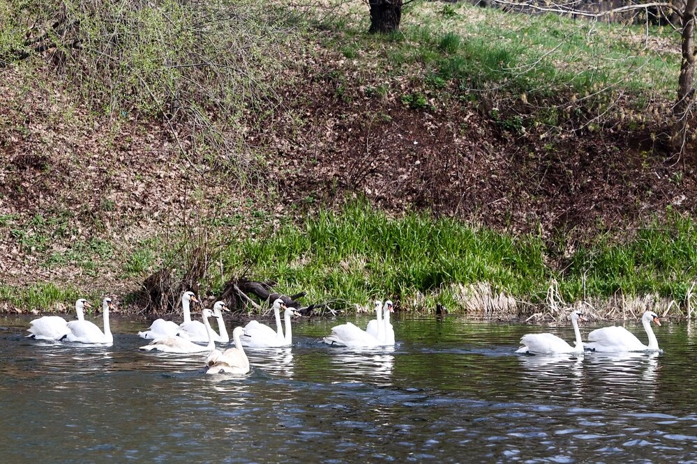 Лебеди в Ландшафтном парке «Митино».