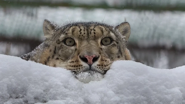 МК в Новосибирске