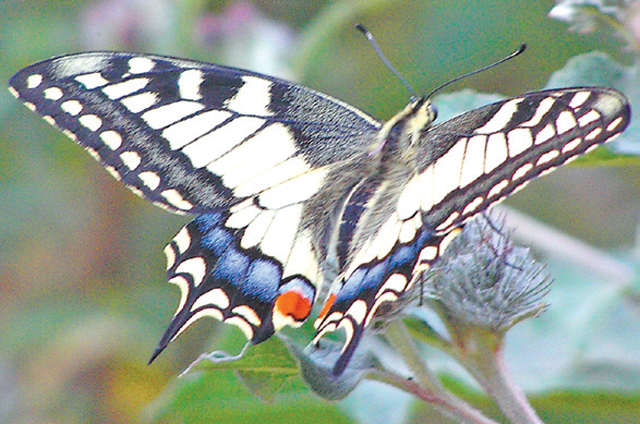 Дневная бабочка махаон попала в Красную книгу в 1998 году.
