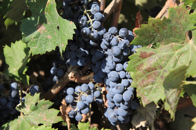 Донской виноград - «Цимлянский черный», аборигенный сорт.