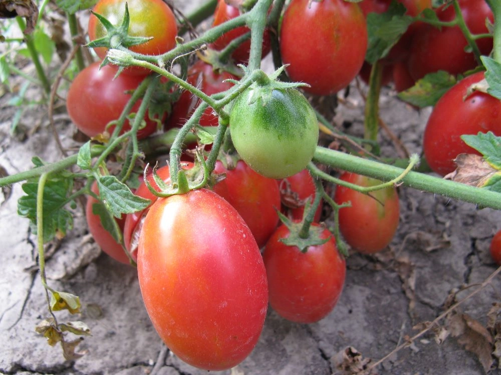 Сорт Баттерфляй.