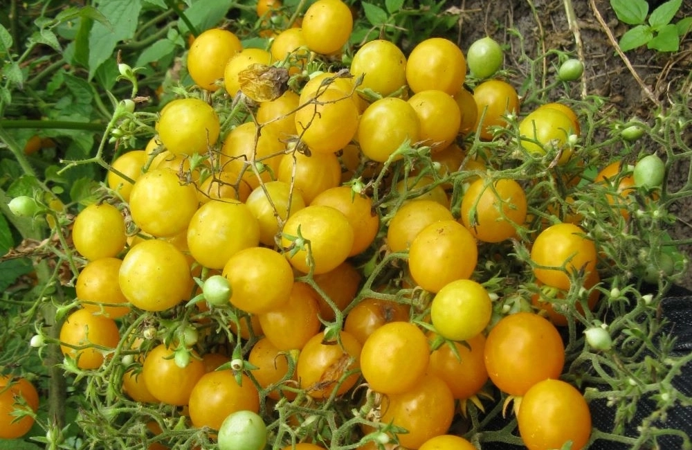 Сорт Маникюр.