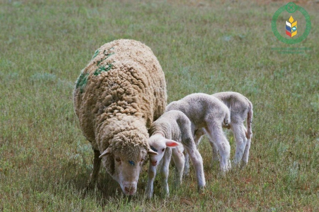Тонкорунная овца калмыцкой породы - гордость республики.