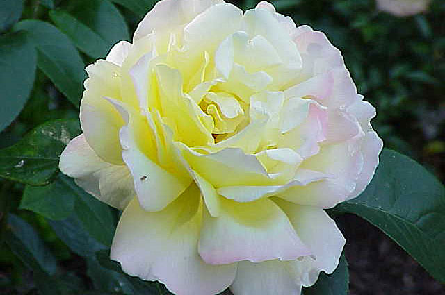 Лидером считается сорт Глория Дей (Gloria Dei).