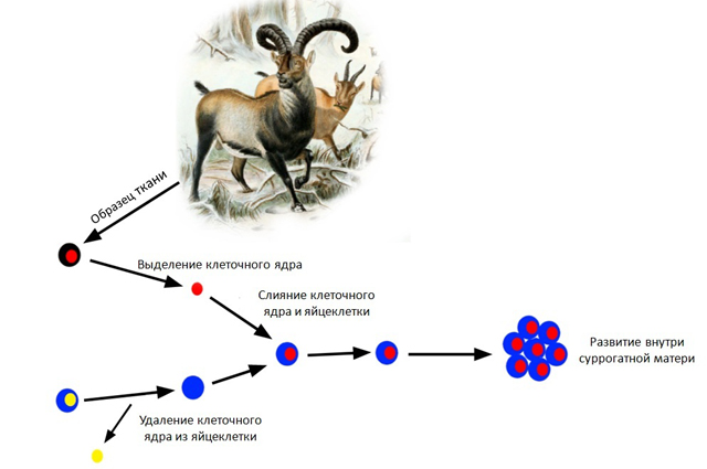 Схематичное изображение процесса клонирования клеток пиренейского козерога.