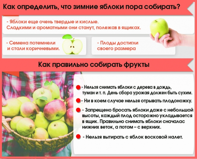 Как правильно хранить яблоки зимой?
