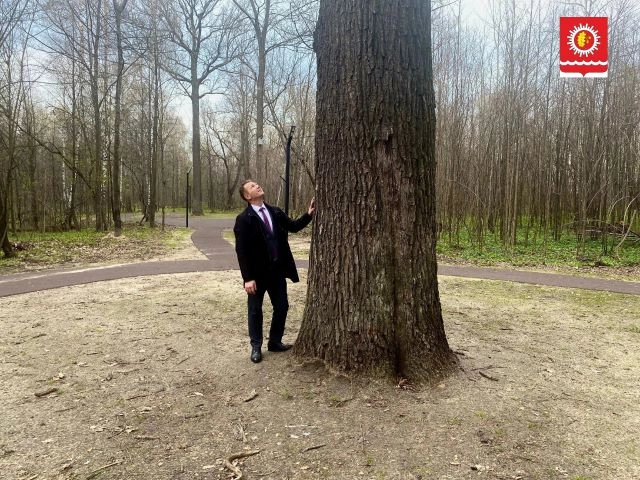 Дуб Петра Великого украшает городской парк.