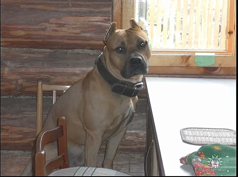 Маньяк искренне и трогательно любил свою собаку.