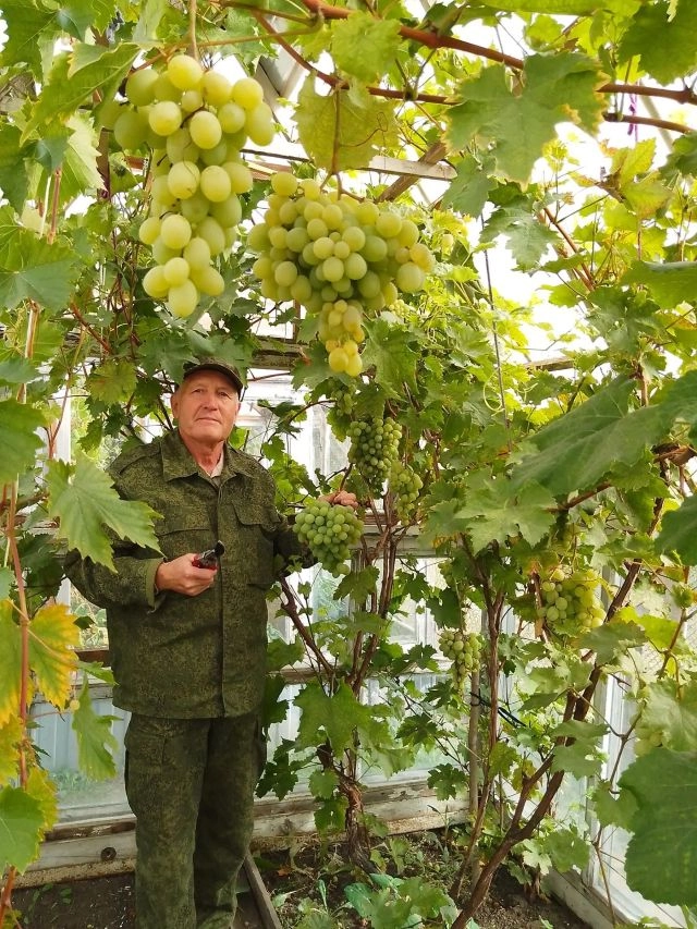 Крупный, сочный, ароматный виноград и без всяких химикатов.