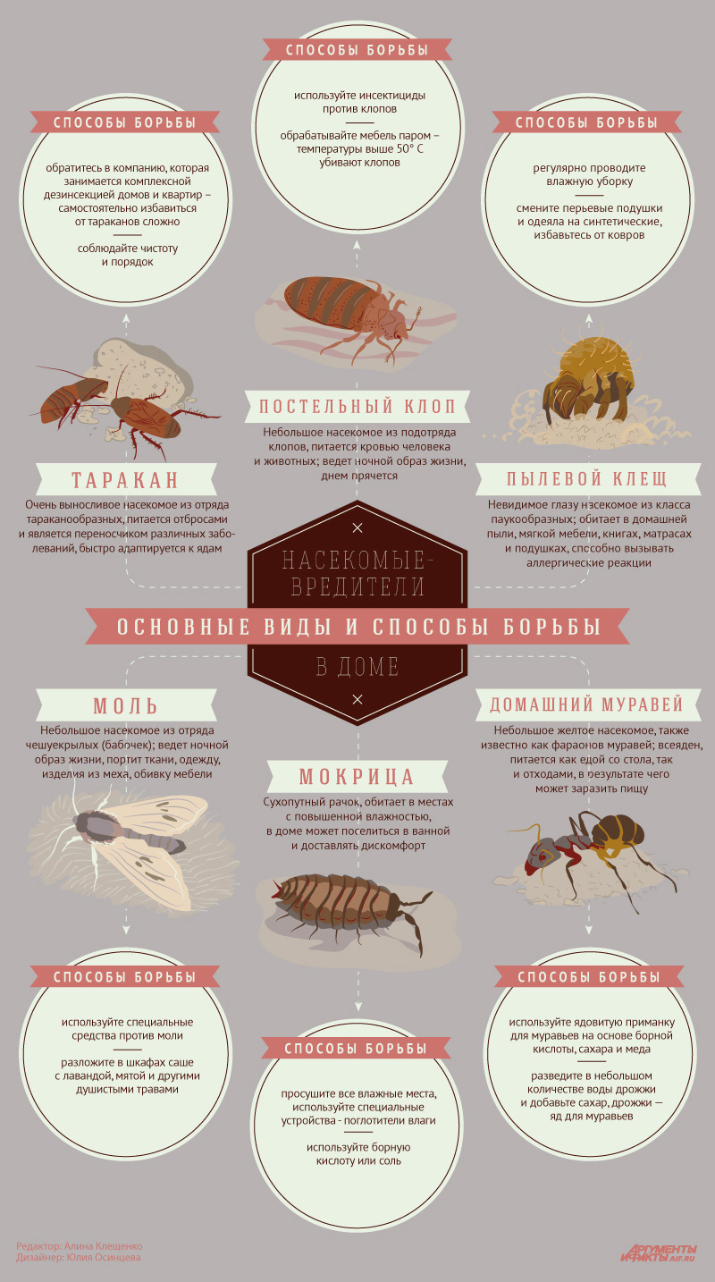Домашние паразиты насекомые фото и название