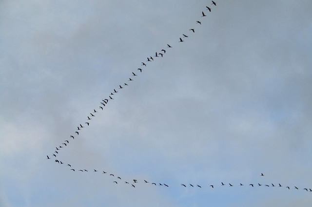 По журавлям 13 сентября определяли грядущую погоду.