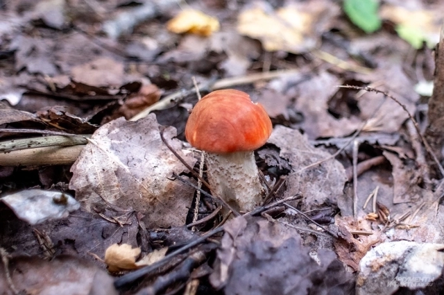 Подосиновик.