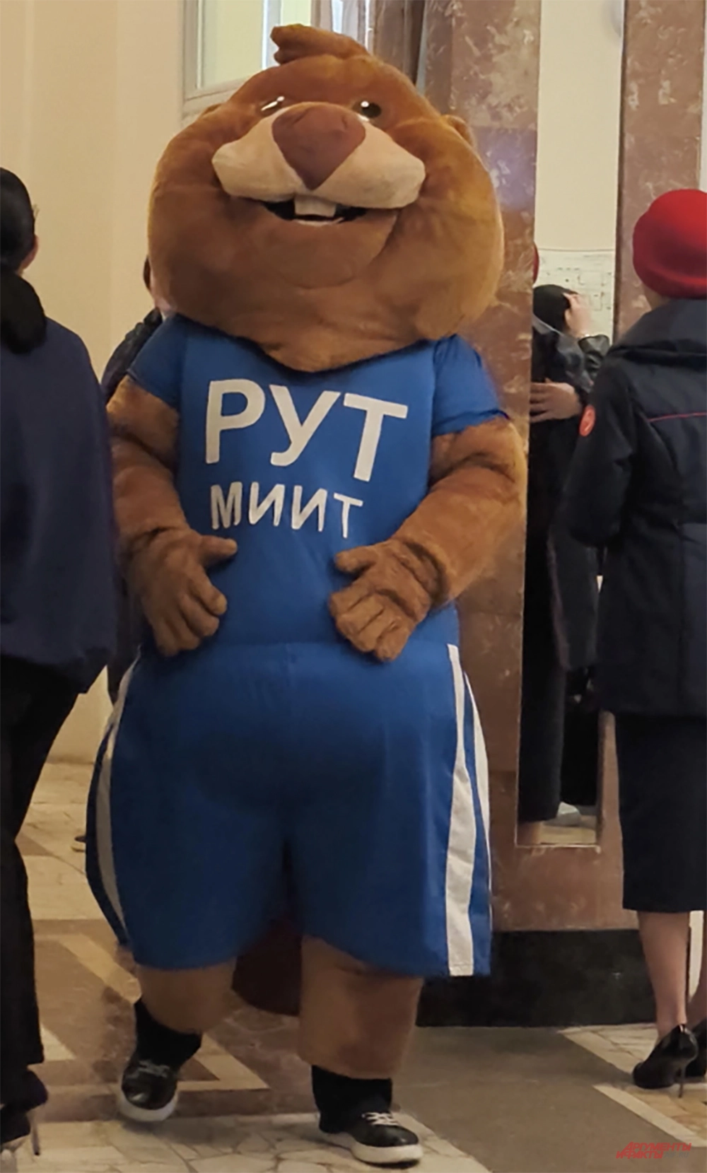 Бобр Крутя. 