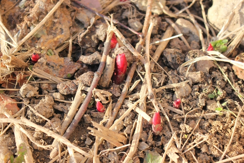 Ростки пионов.