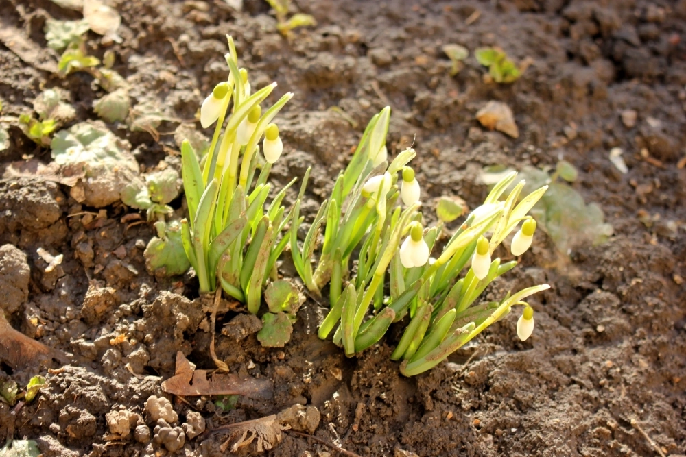 Подснежники.