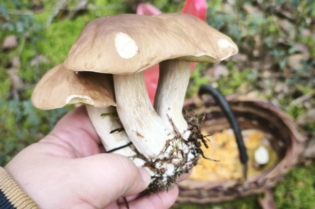 Собирайте только знакомые грибы. 