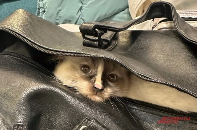 По словам зоозащитников, мужчина брал питомцев на передержку.