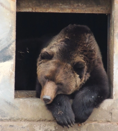 Топа старался открыть глаза пошире, но сонливость брала свое.