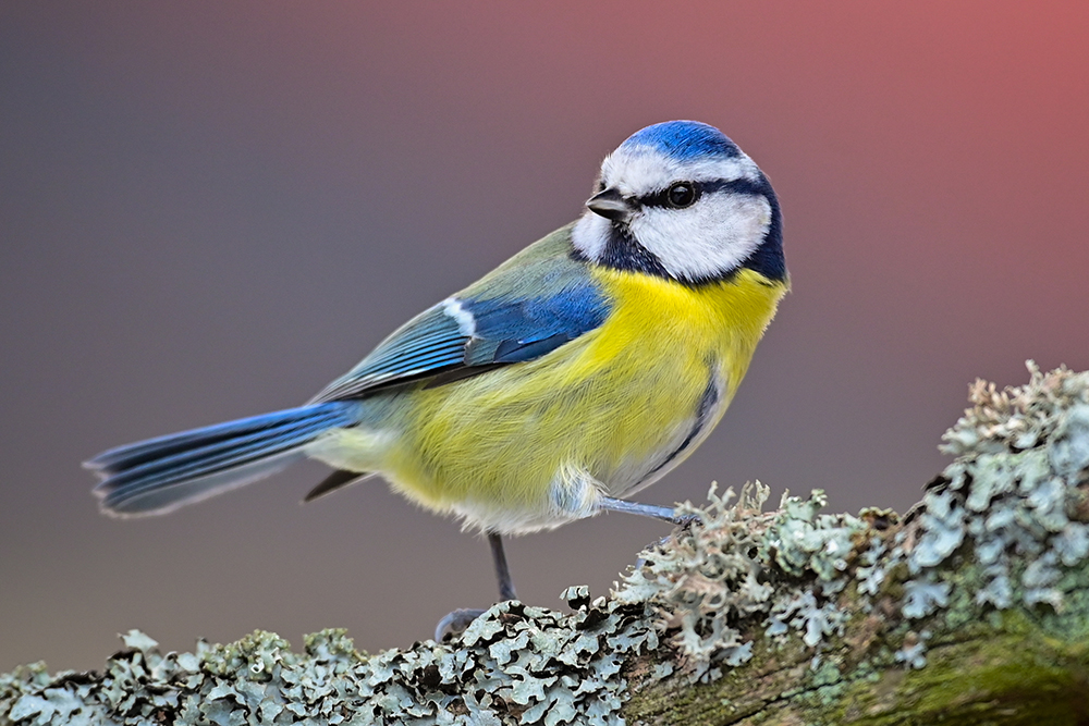 22 февраля птицы купаются в снегу - добрая примета.