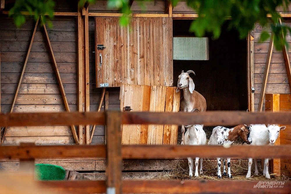 Обитатели «Городской фермы».