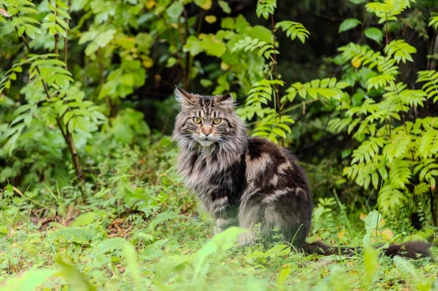 Камера, мотор! Как Каменка превратилась в «уральский Голливуд»