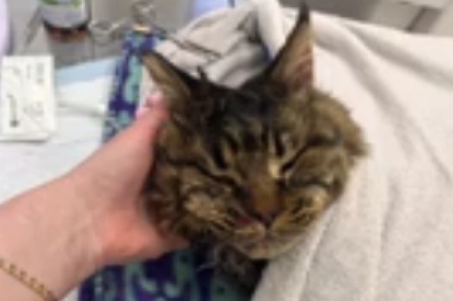 Пострадавший от жестокости хозяина кот.