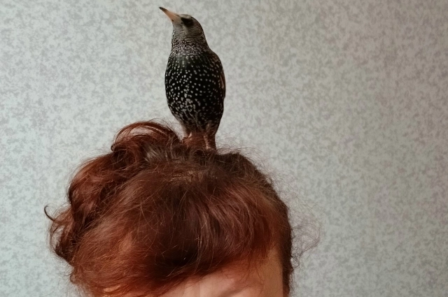 Прежде чем забирать животное из природы, нужно посоветоваться со специалистами.