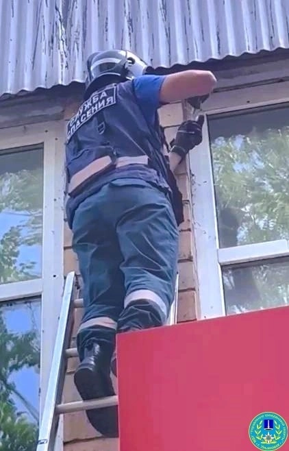 спасение птицы