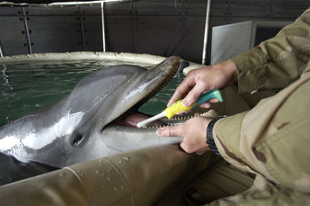 Боевой дельфин программы U.S. Navy Marine Mammal Program