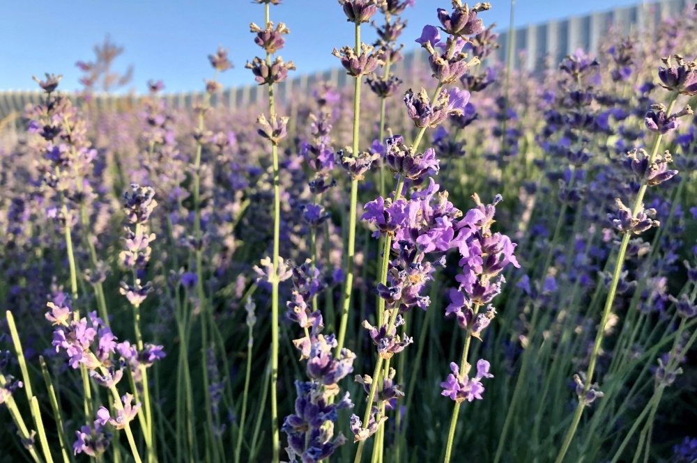 Лаванда.