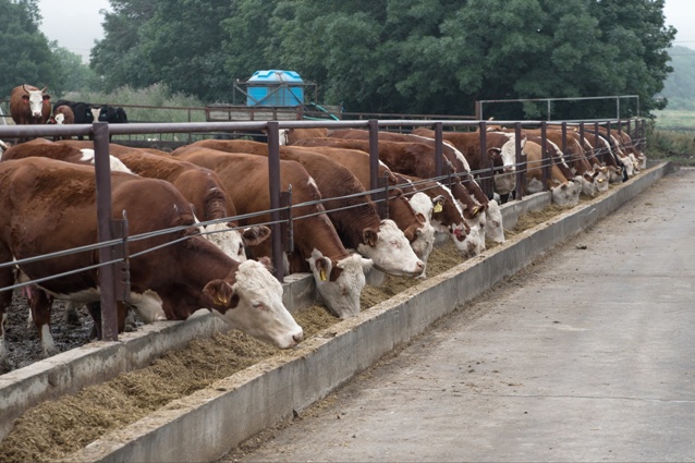 В ипатовском округе реализуется инвестпроект по выращиванию бычков мясной породы.