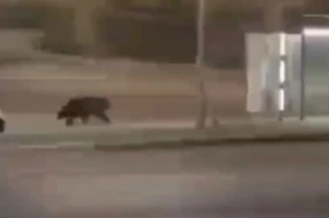 Медведь в Срликамске.