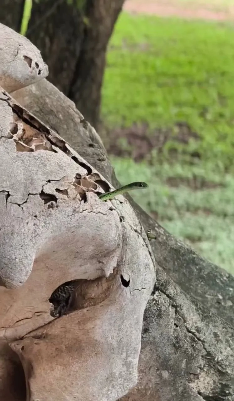 Зелёная мамба, которая сидела в черепе слона в ресторане короля Эсватини.