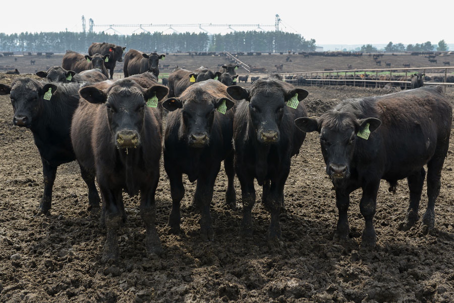 В Нелже создано базовое предприятие по откорму крупного рогатого скота — фидлот.