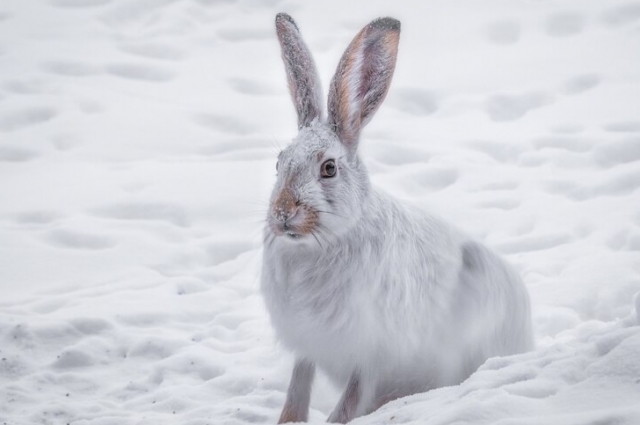 Увидеть зайца в Феофанов день - к удаче.