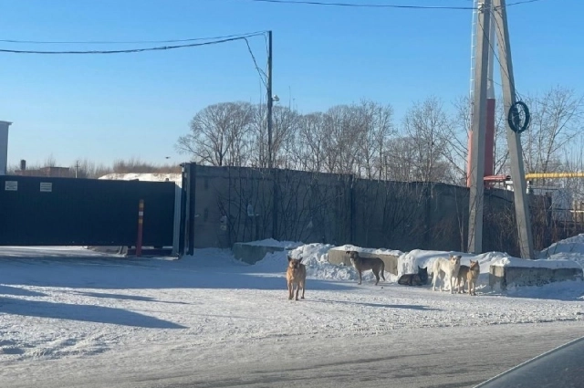 Бездомные собаки в Хилокском жилмассиве.