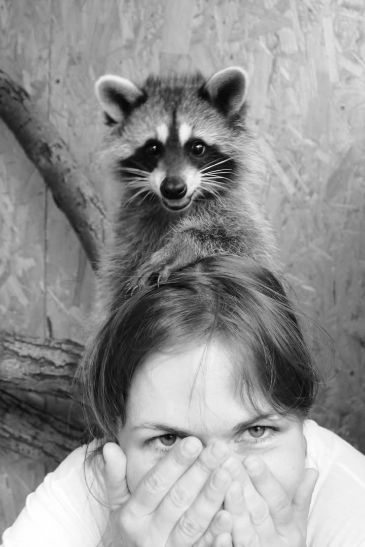 Еноты вызывают у человека поразительную привязанность.