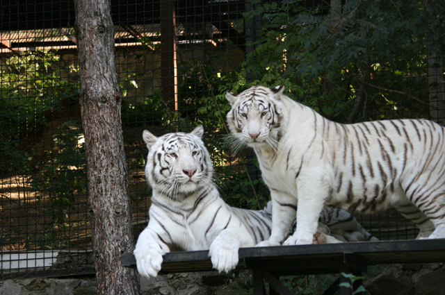 Тигрюля и самец белого бенгальского тигра из Франции Патрис