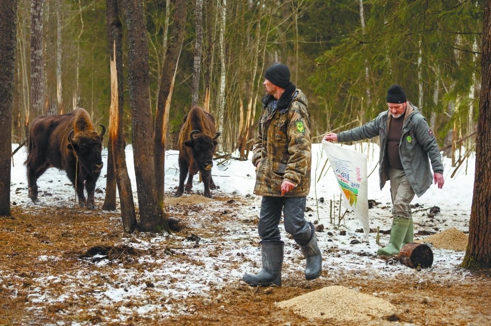 Зубрам насыпают овёс на подкормочной площадке.