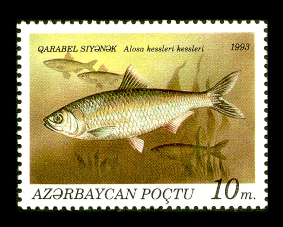 Сельдь Кесслера (каспийский залом) на азербайджанской почтовой марке
