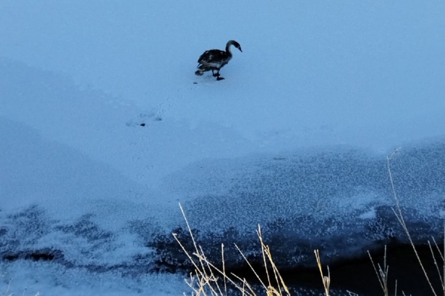 Лебедь замерзал на берегу зимней реки.