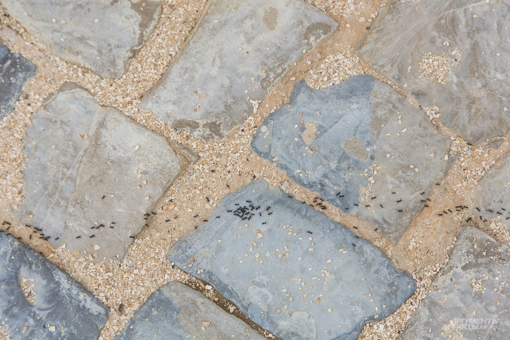 Муравьиная тропа.