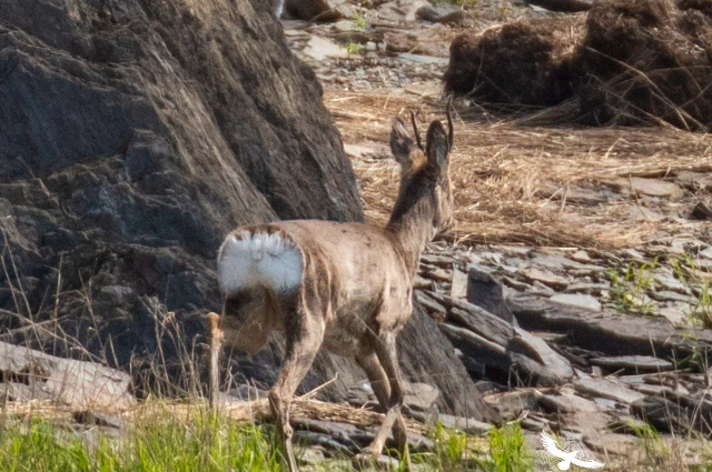 Комсомольский заповедник, косуля