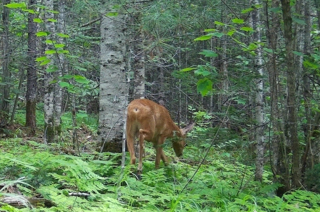 Комсомольский заповедник, косуля