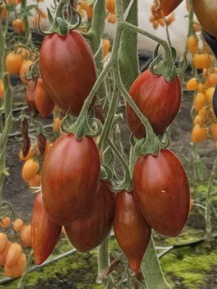 Томаты «Фонданелло».