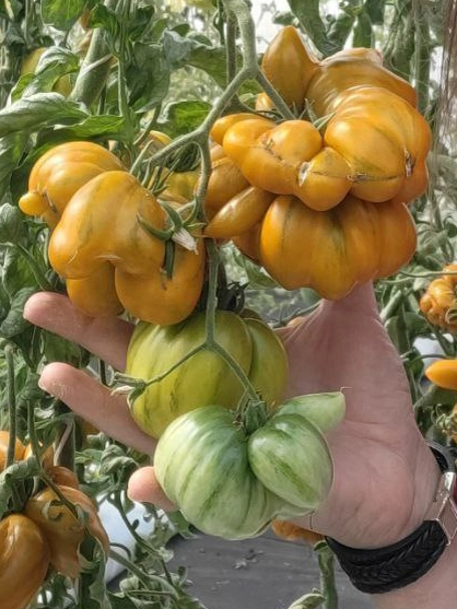 Томаты «Второй Фила».