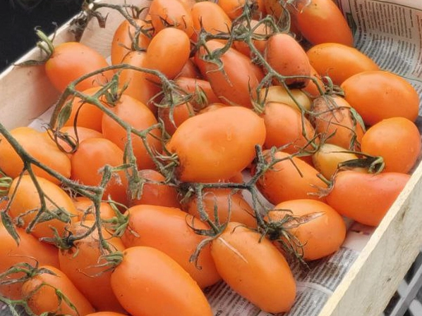 Томаты «Золотая рыбка».