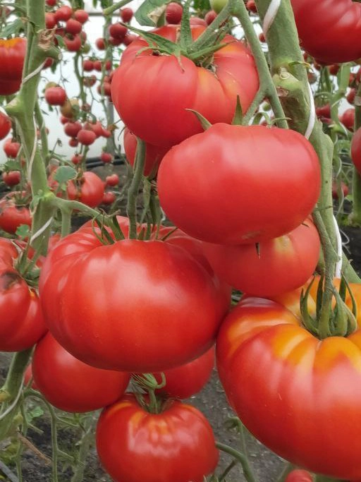 Томаты «Буффалостейк».