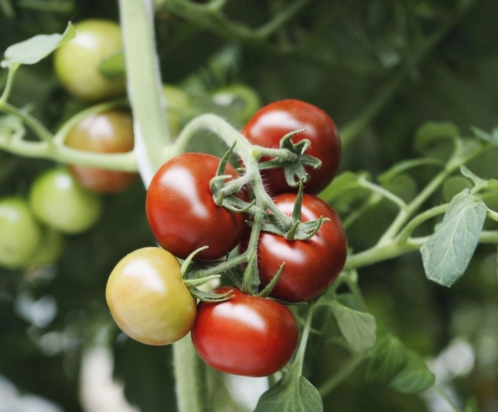 Томаты «Тайный игрок».