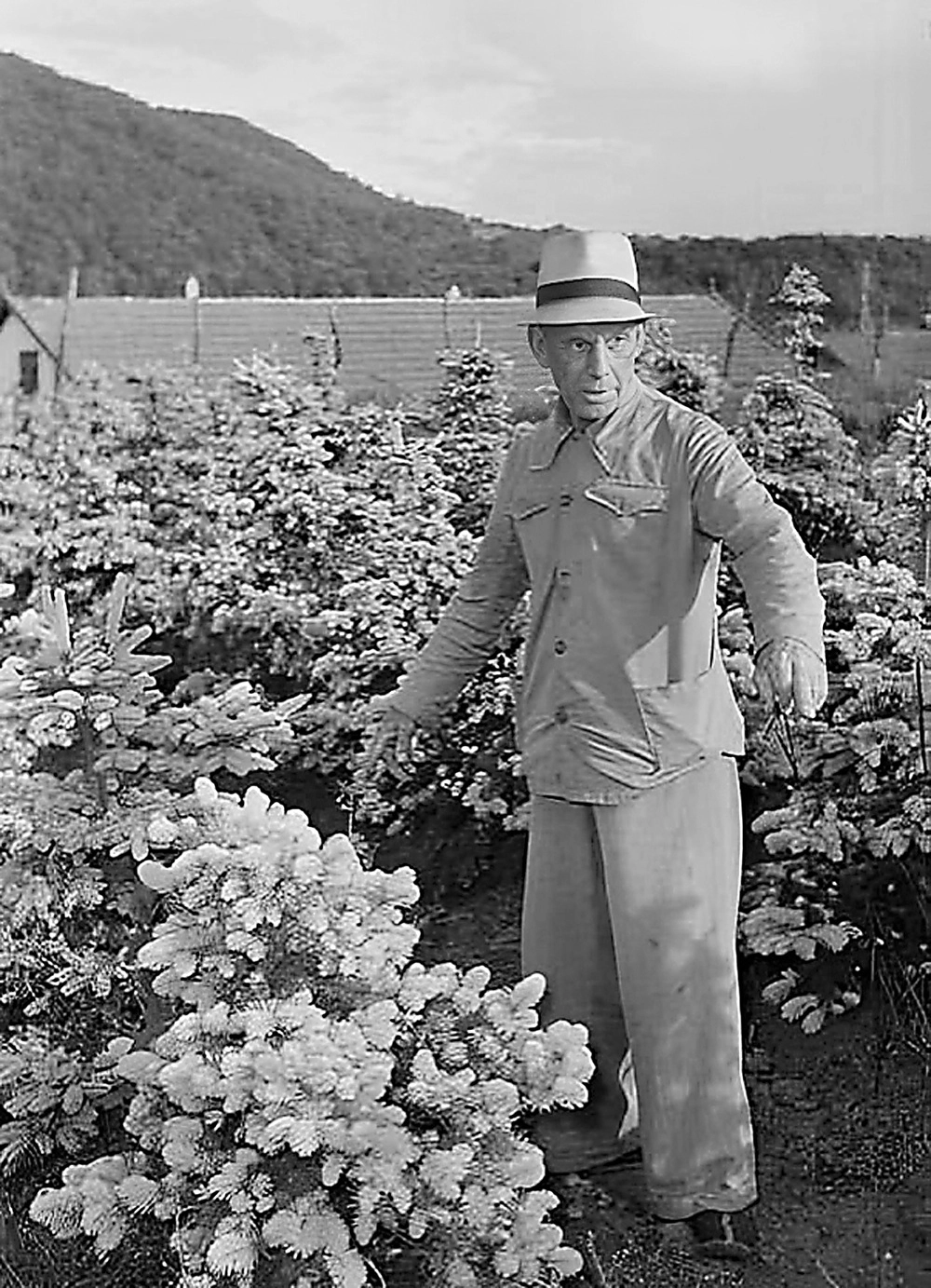Селекционер за работой в своём питомнике в конце 1950-х годов.